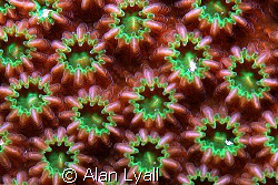 Hard coral landscape... by Alan Lyall 